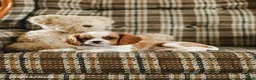 Cavalier King Charles Spaniel dogs for sale: Kevin - Ad 3