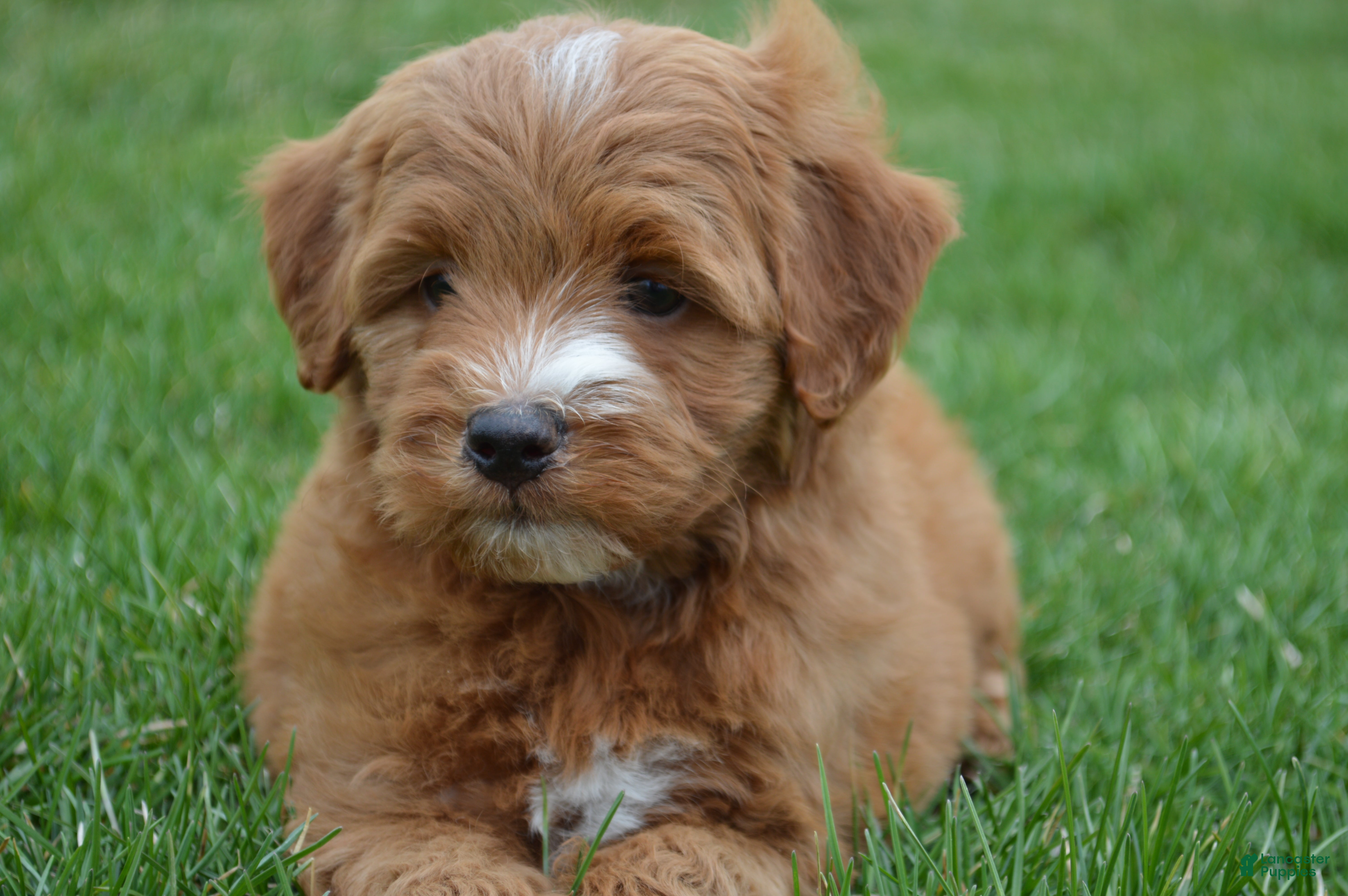 Mini Goldendoodle dogs Jordan  - Ad 1