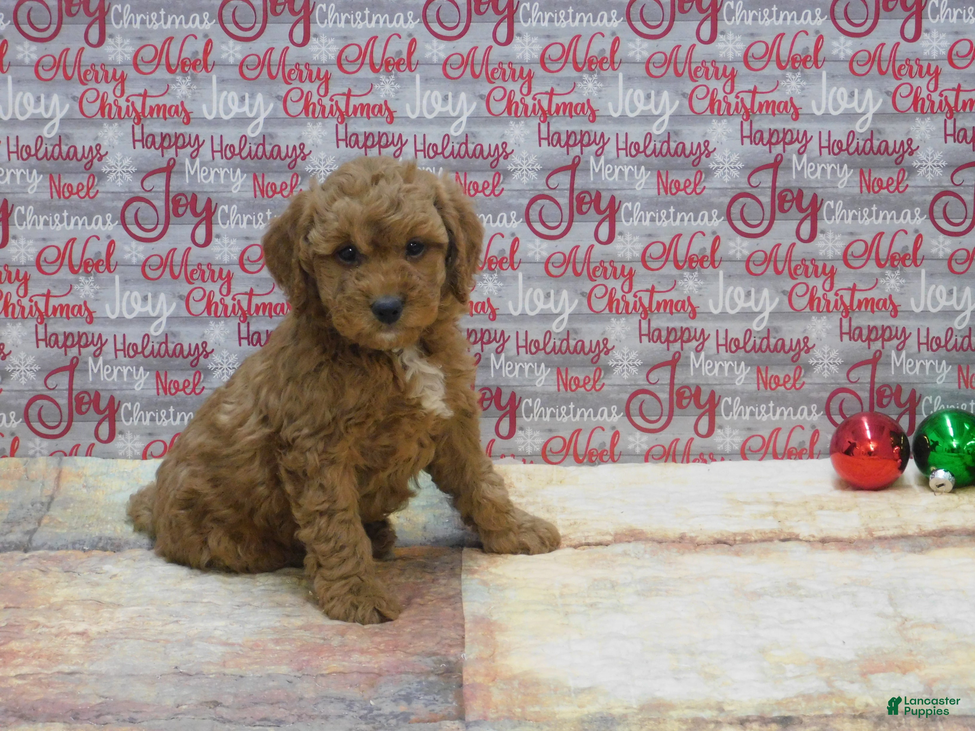 Goldendoodle dogs Mini Rusty - Ad 28