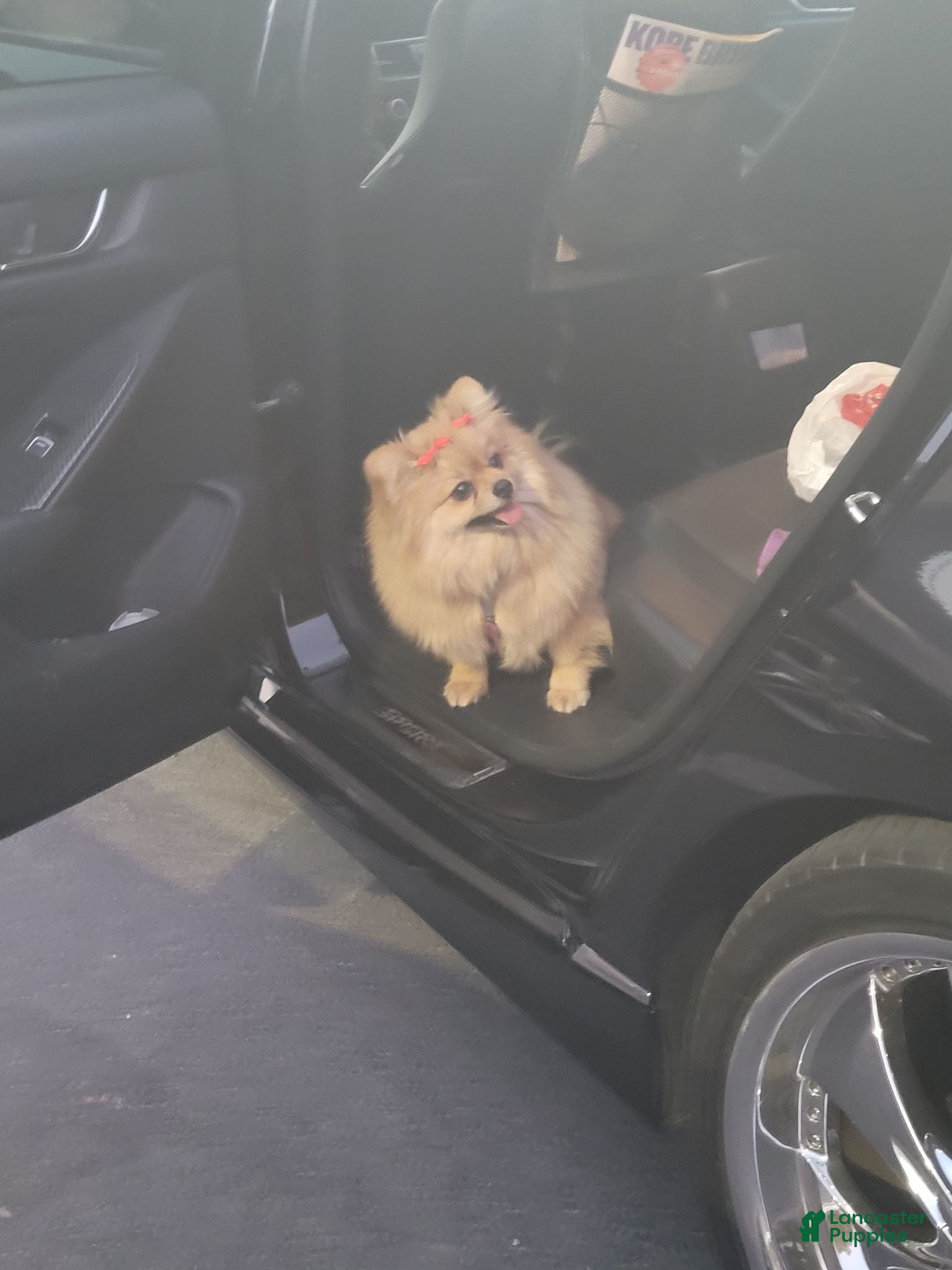 Pomeranian dogs Chewy - Ad 2