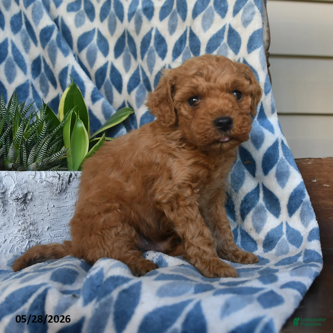 Labradoodle dogs for sale: Abasi - Ad 2
