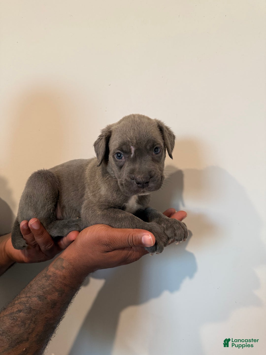 Cane Corso dogs for sale: Scar - Ad 2