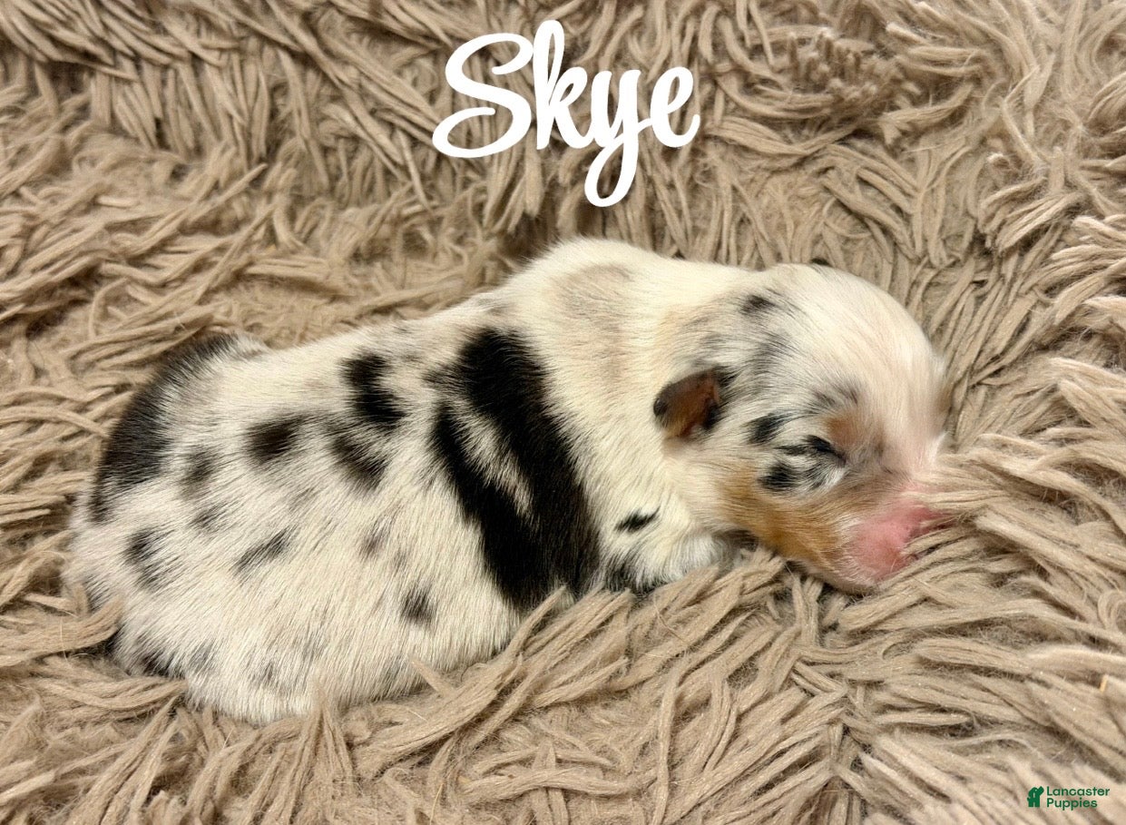 Australian Shepherd dogs for sale: Australian Shepherd 6 - Ad 4