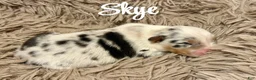 Australian Shepherd dogs for sale: Australian Shepherd 6 - Ad 1