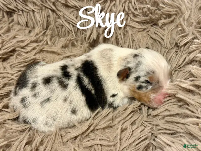 Australian Shepherd dogs for sale: Australian Shepherd 6 - Ad 25