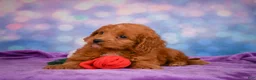 Mini Goldendoodle dogs for sale: ROXANNE - Ad 8