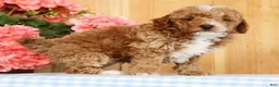 Mini Goldendoodle dogs for sale: Baxter - Ad 7