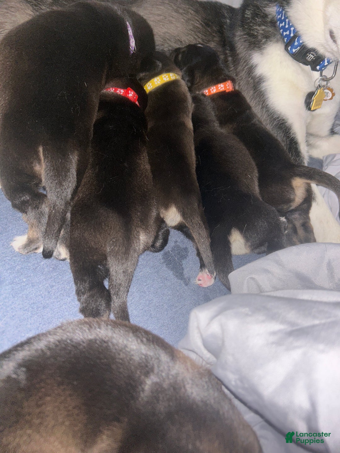 Goberian dogs for sale: Goberian Puppy 3 - Ad 3