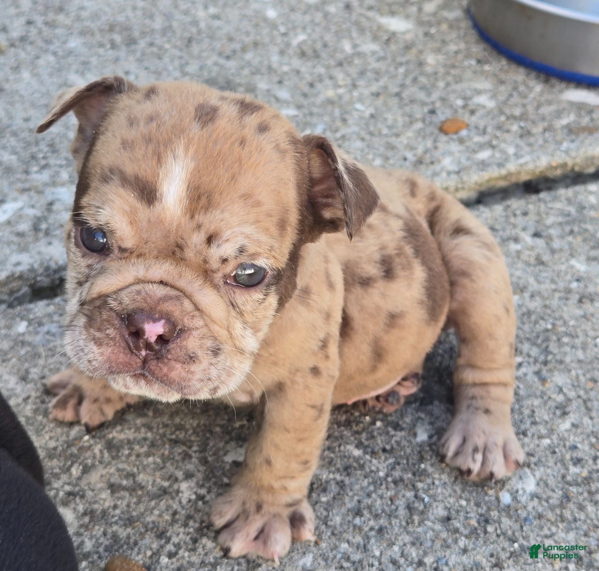 English Bulldog dogs Josie - Ad 2