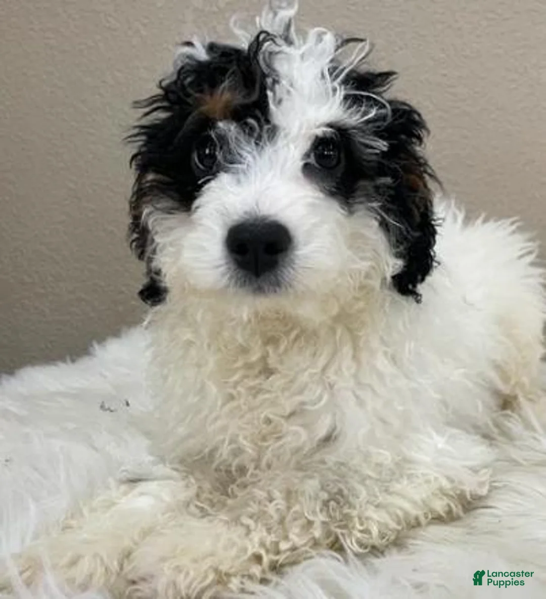 Mini Bernedoodle dogs for sale: Greta - Ad 4