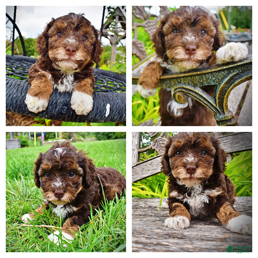 Havapoo dogs for sale: Vanity - Ad 1