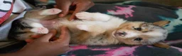 Mixed Breed dogs for sale: Cody - Ad 3