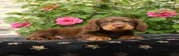 Miniature Dachshund dogs for sale: Timber - Ad 3