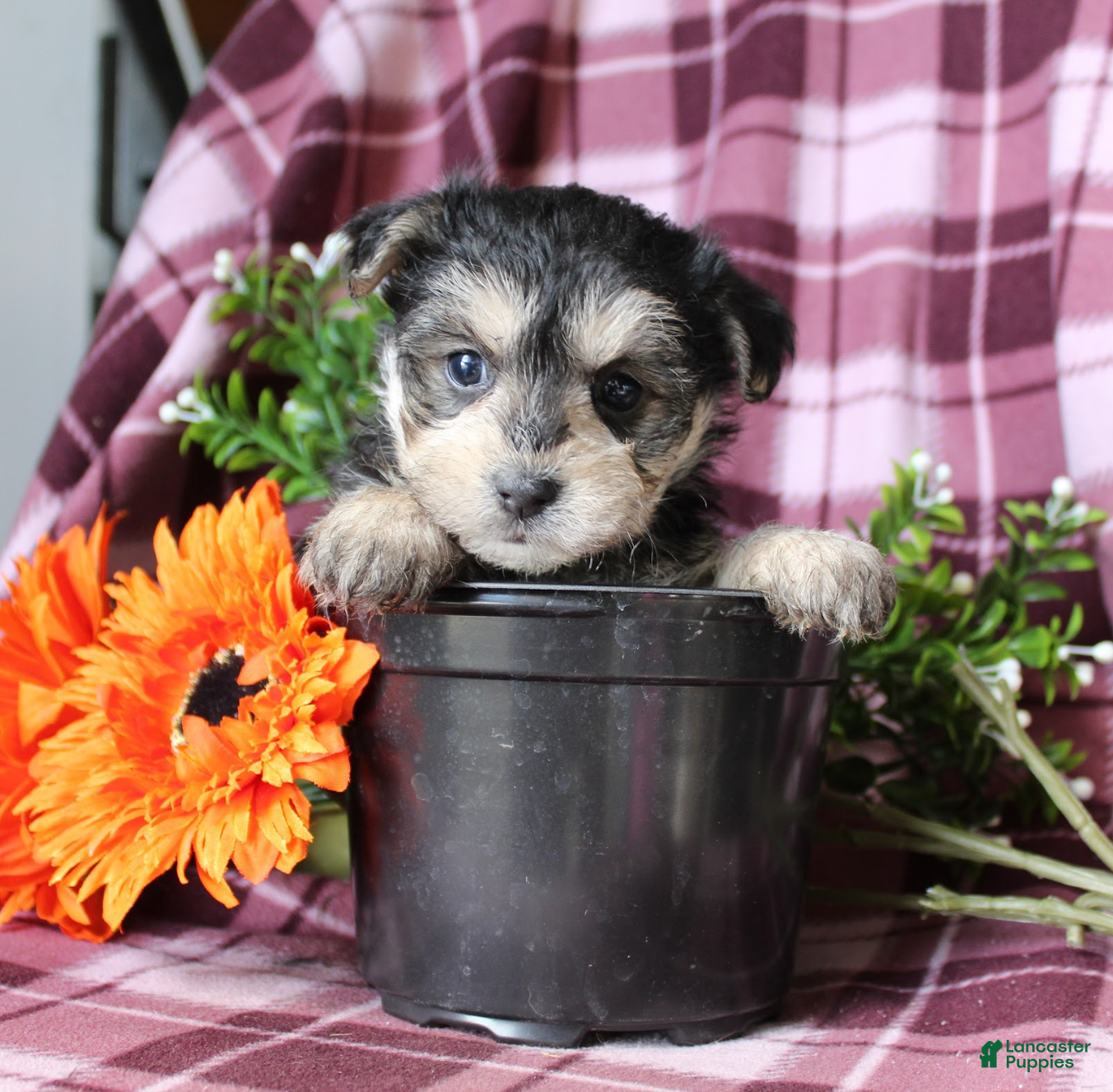 Morkie dogs Susie - Ad 38