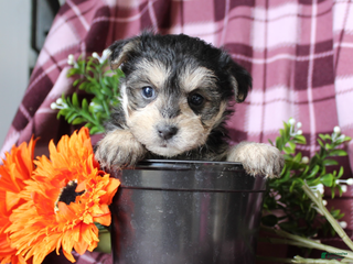 Morkie dogs Susie - Ad 38