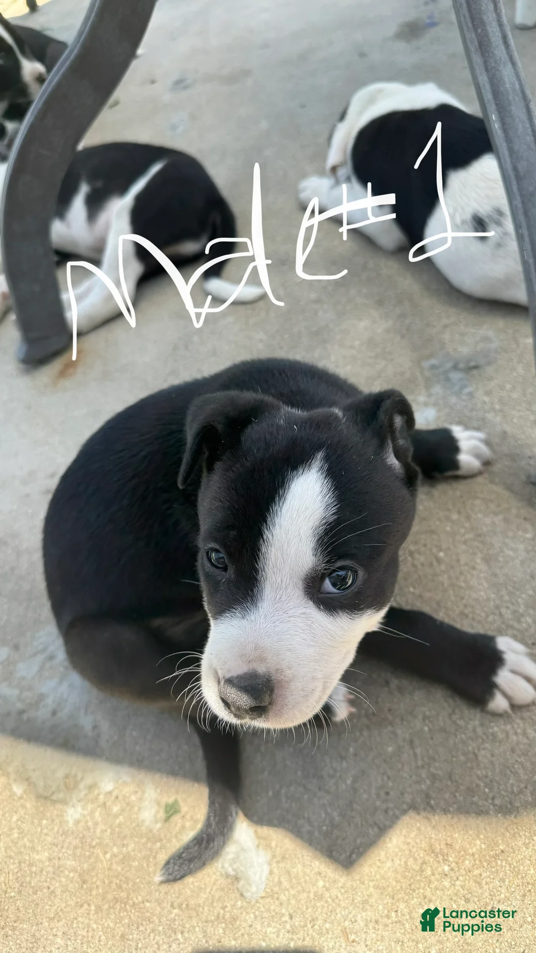 Mixed Breed dogs for sale: Male 1 - Ad 2
