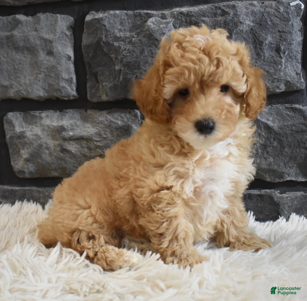 Toy Poodle dogs Milo - Ad 18