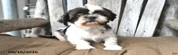 Shorkie dogs for sale: Brooke - Ad 6