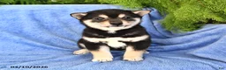 Shiba Inu dogs for sale: Daisy - Ad 1