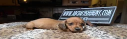 Miniature Dachshund dogs for sale: Smooth red male - Ad 3