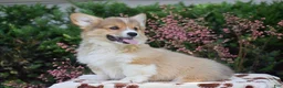 Welsh Corgi Pembroke dogs for sale: Fletcher - Ad 2