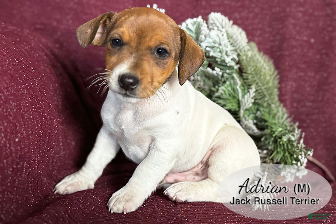 Jack Russell Terrier dogs for sale: Adrian - Ad 3