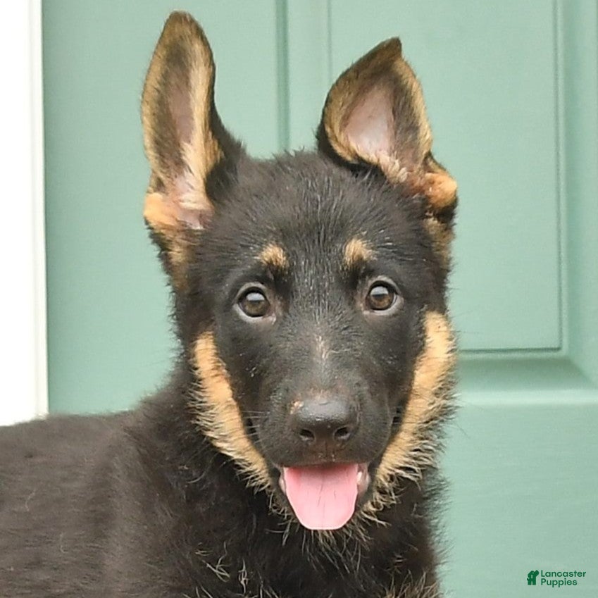 German Shepherd dogs Freya - Ad 2