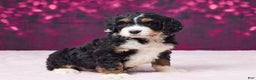 Bernedoodle dogs for sale: Gina - Ad 4