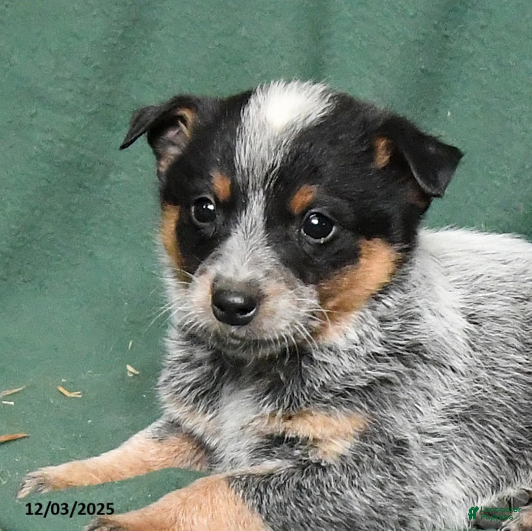 Australian Cattle Dog dogs for sale: Otis - Ad 2