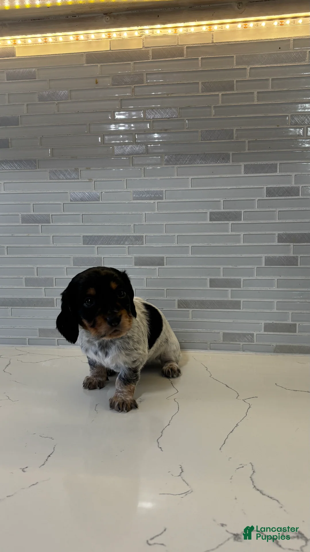 Miniature Dachshund dogs for sale: Miniature Dachshund Puppy 1 - Ad 1