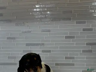 Miniature Dachshund dogs Miniature Dachshund Puppy 1 - Ad 12