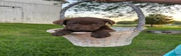 Mixed Breed dogs for sale: Cocoa - Ad 2