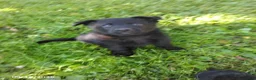 German Shepherd dogs for sale: Rita - Ad 1