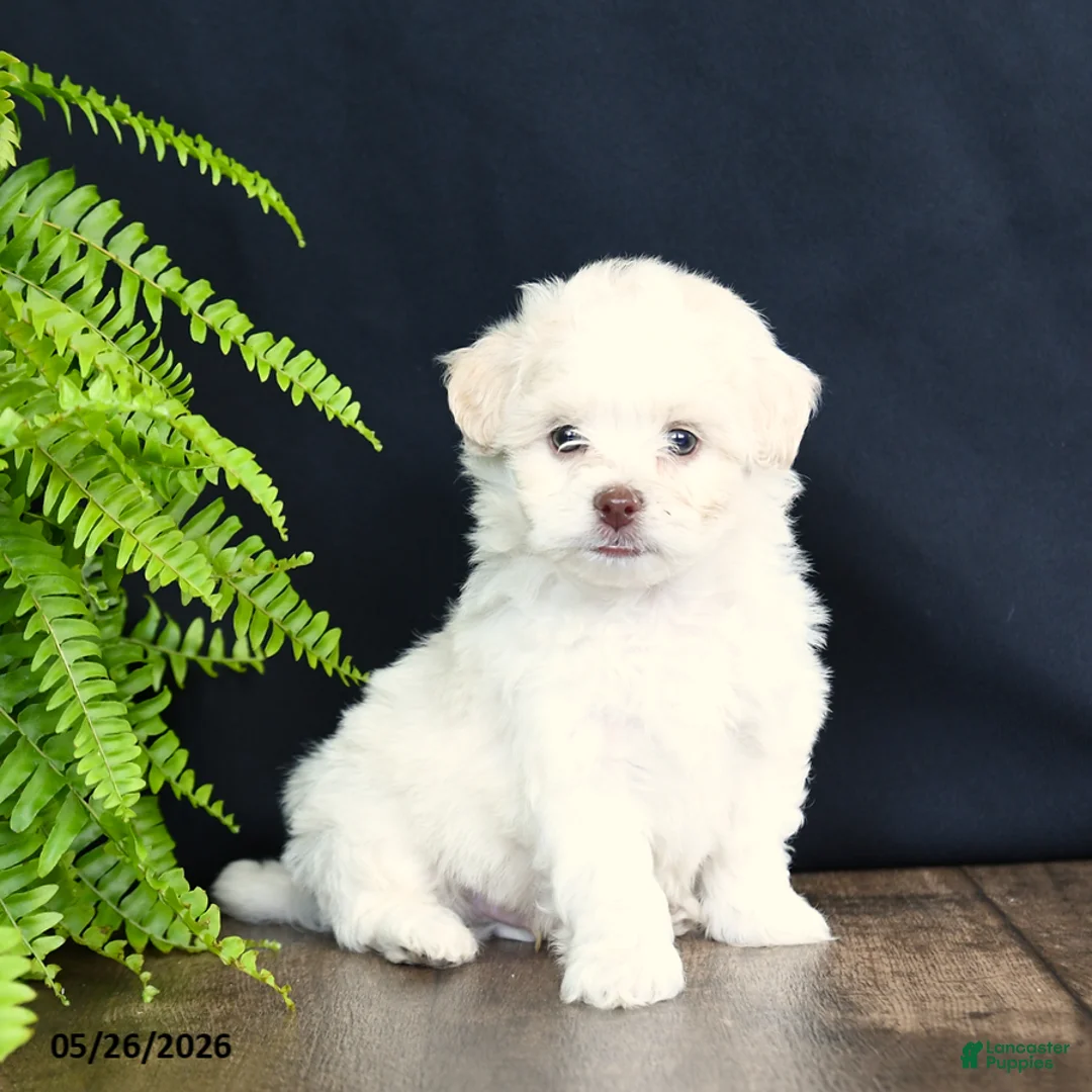 Mixed Breed dogs for sale: Bambi - Ad 1