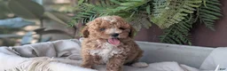 Cockapoo dogs for sale: Heaven - Ad 8