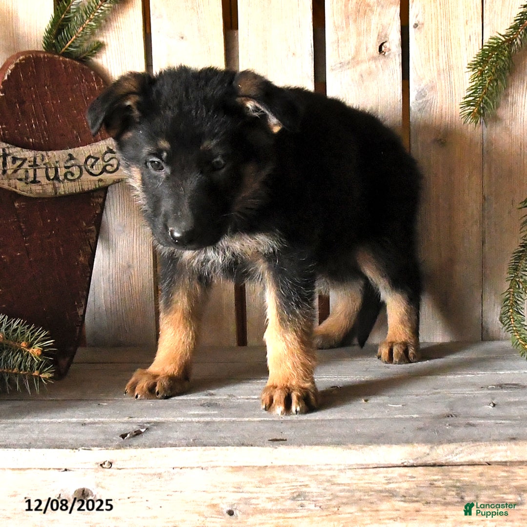 German Shepherd dogs for sale: Saber - Ad 4