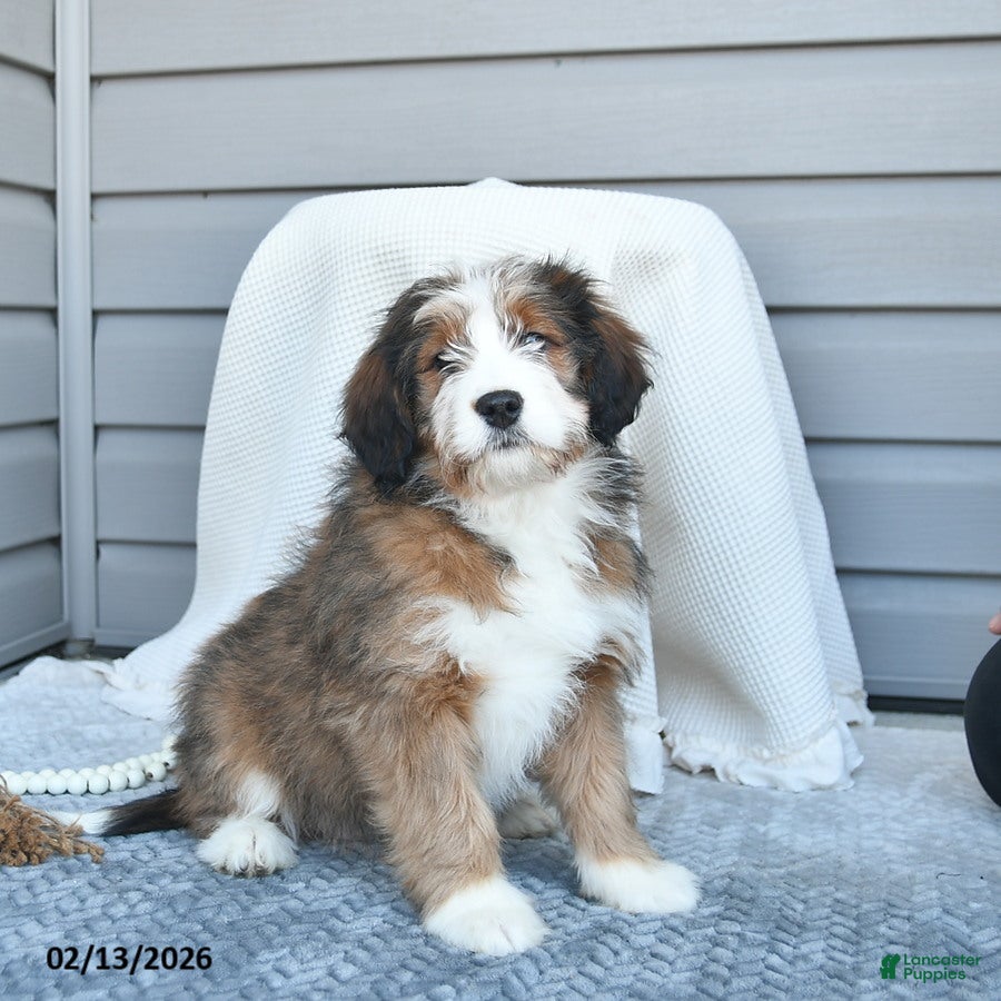 Bernedoodle dogs Molly - Ad 42