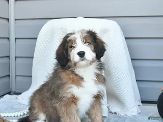 Bernedoodle dogs Molly - Ad 42
