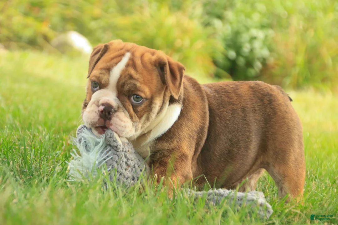 English Bulldog dogs for sale: Raelynn English Bulldog  - Ad 2