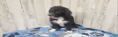 F1 Kiwi