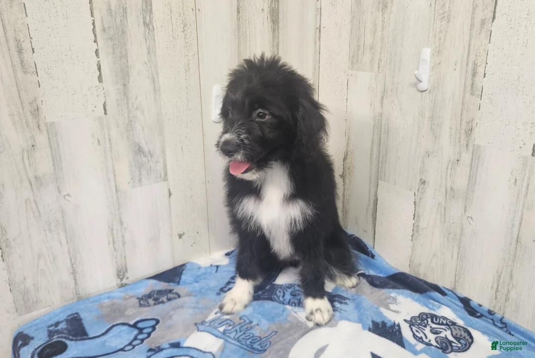 Mini Aussiedoodle dogs for sale: F1 Kiwi - Ad 1
