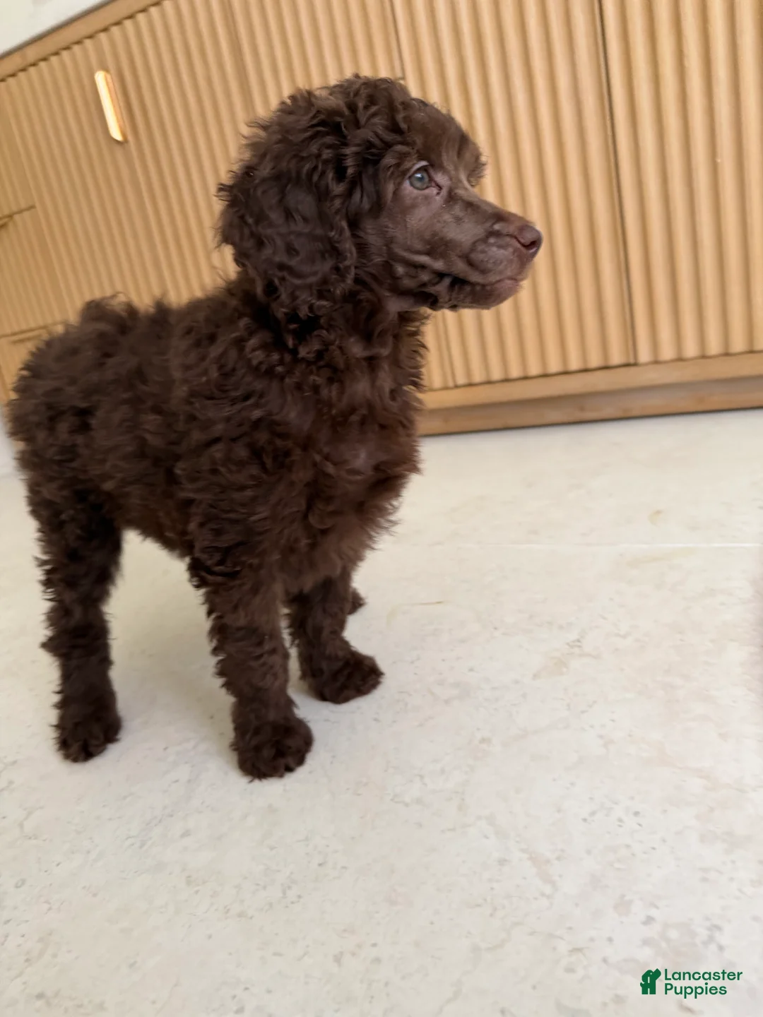 Miniature Poodle dogs for sale: Robin  - Ad 2