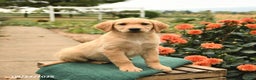 Golden Retriever dogs for sale: Precious - Ad 5
