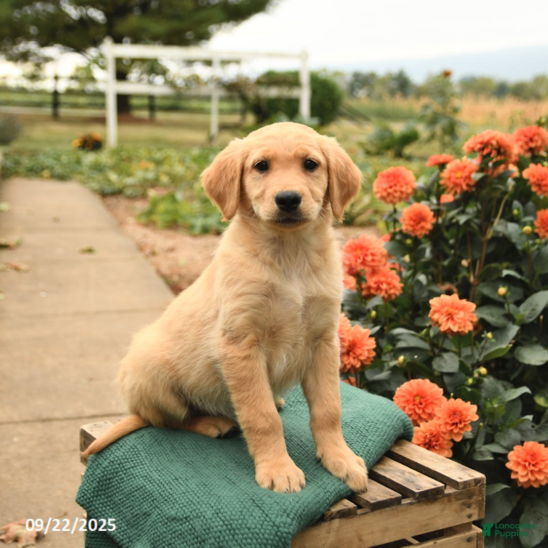 Golden Retriever dogs for sale: Precious - Ad 5