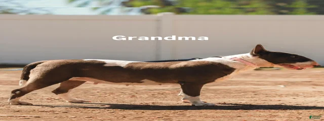 Tammy