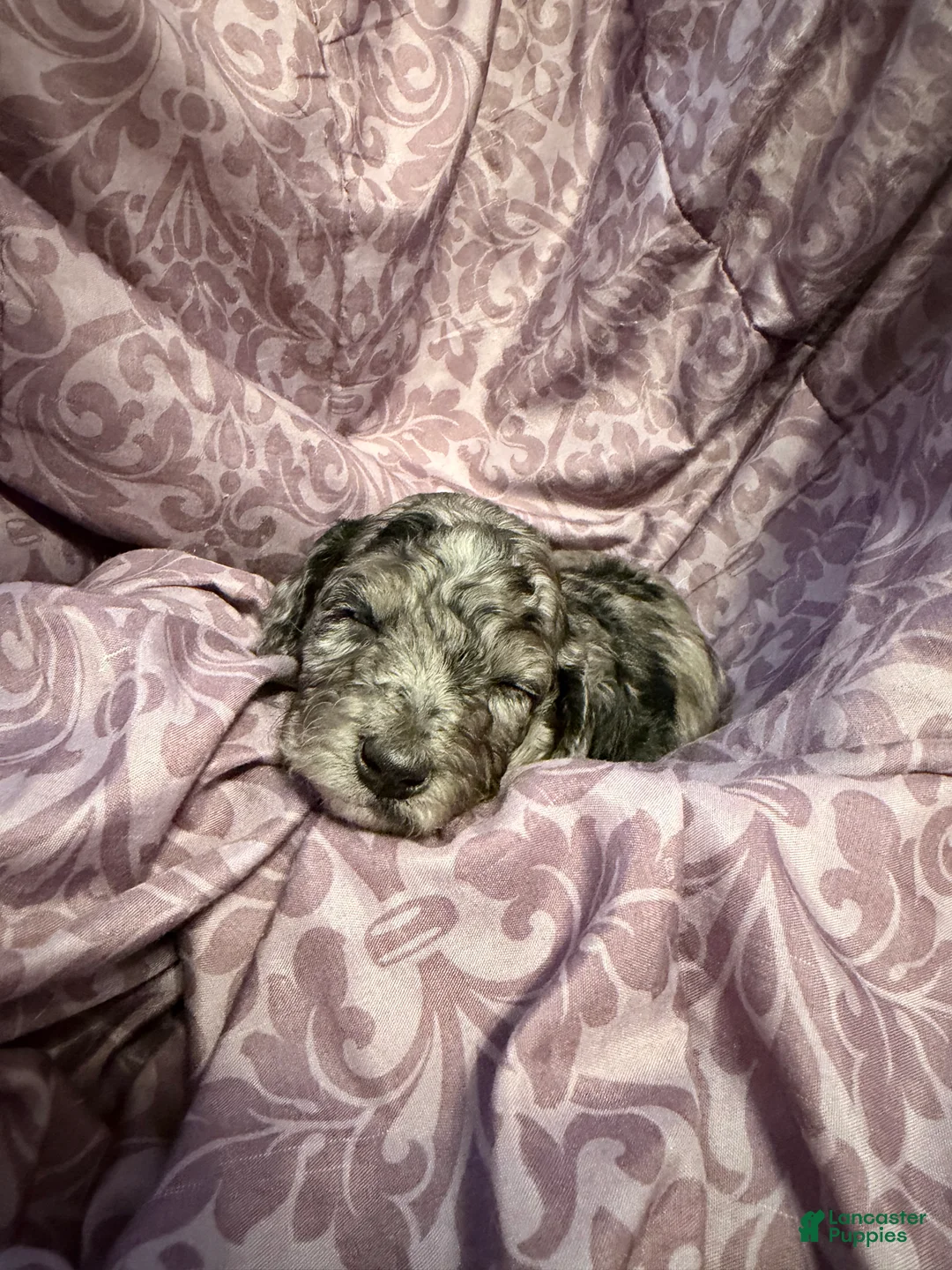 Mixed Breed dogs for sale: Cobweb - Ad 2
