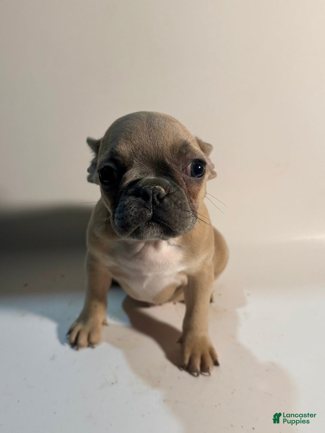 French Bulldog dogs for sale: French Bulldog Puppy 4 - Ad 1
