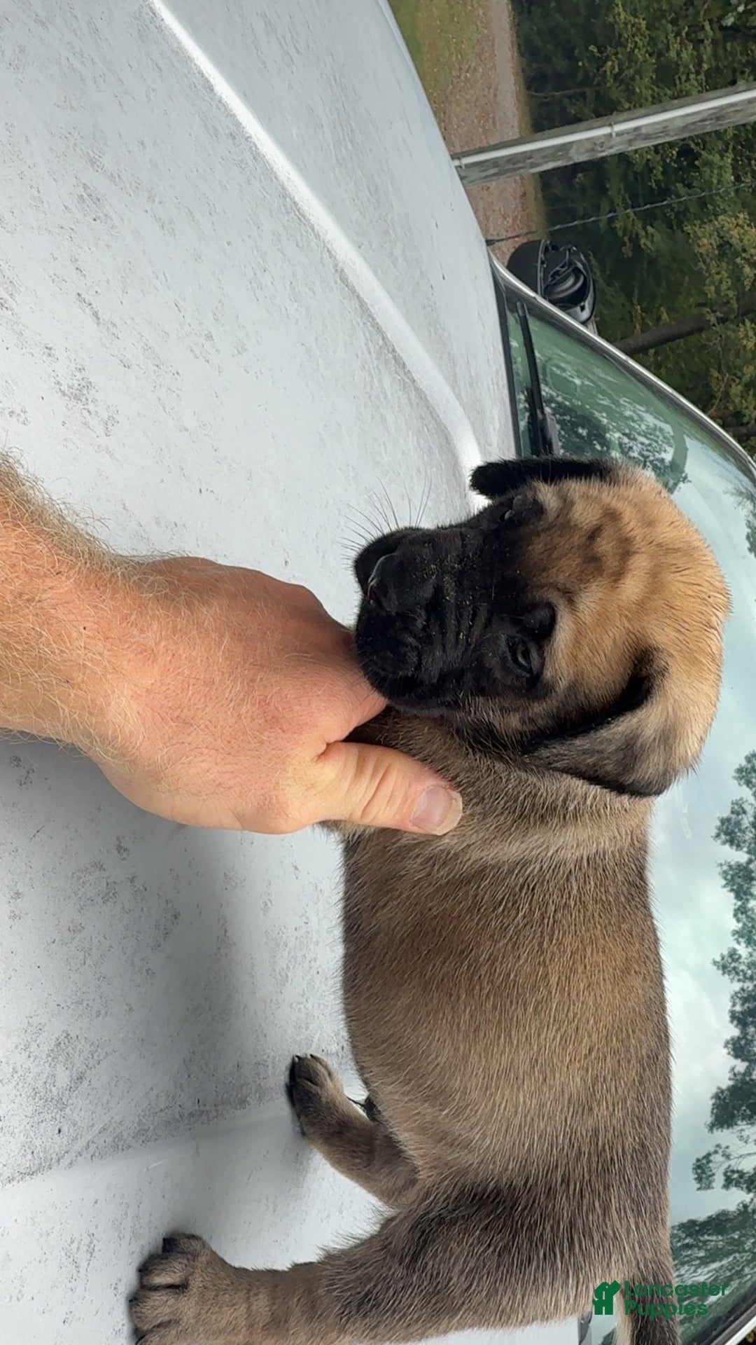 English Mastiff dogs for sale: English Mastiff Puppy 5 - Ad 2