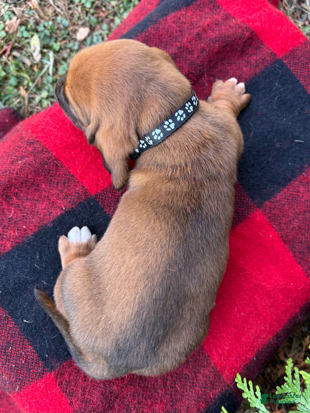 Basset Hound dogs for sale: Max - Ad 6