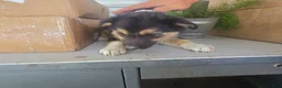 Border Collie dogs for sale: Rusty - Ad 6